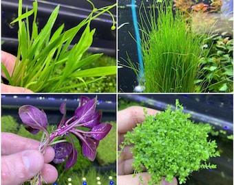 Foreground Aquarium Plant Pack x4 (Assorted Starter Pack) - Live Aquarium Plants