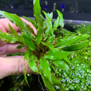 May include: A close-up of a bunch of green aquatic plants with red stems. The leaves have a glossy, wet appearance.