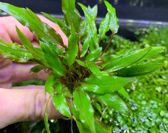 Crypt Wendtii 'Green' (Cryptocoryne) -BUY3GET1FREE- Live Aquarium Plant AquaScape