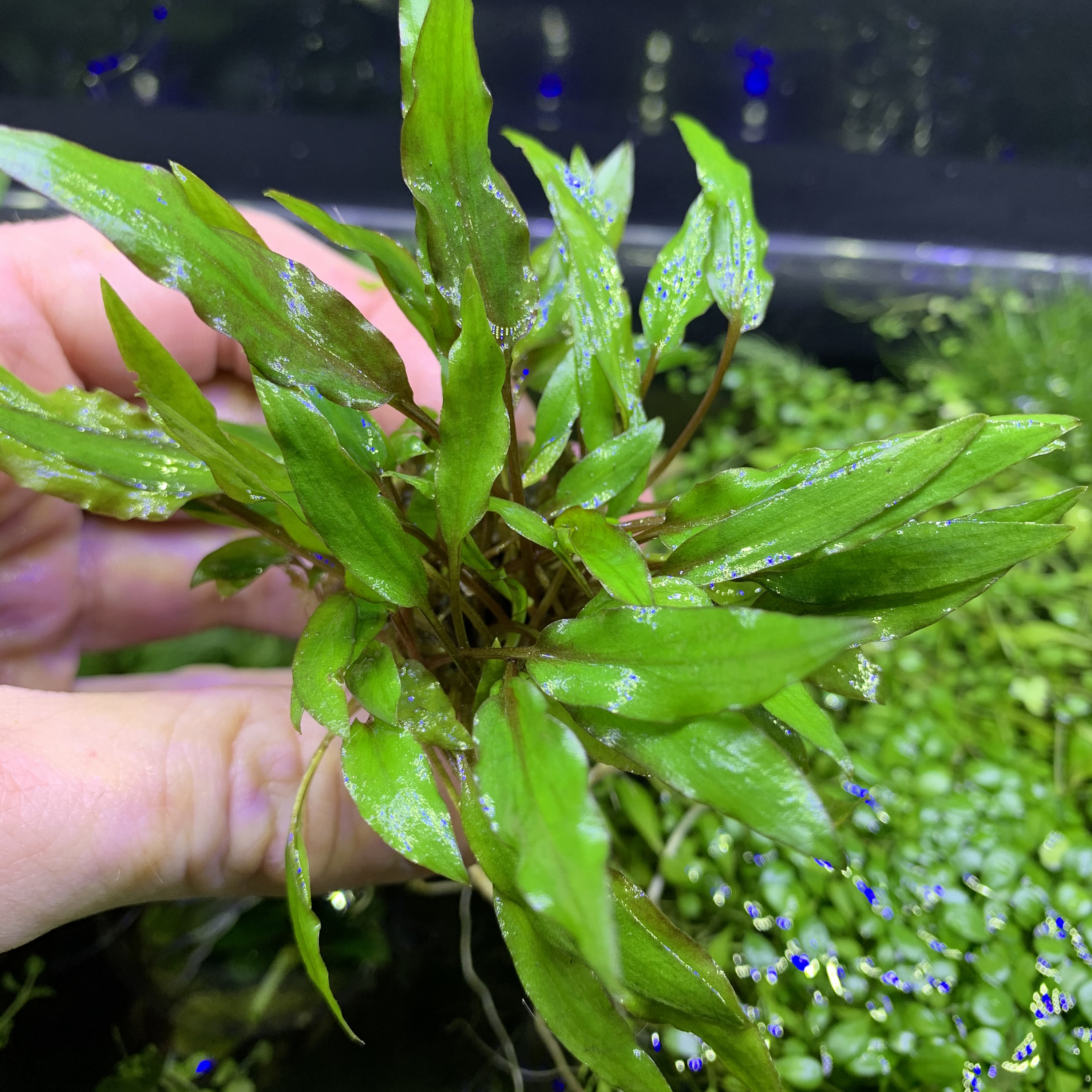 Crypt Wendtii 'green' (cryptocoryne) -BUY3GET1FREE- Live Aquarium