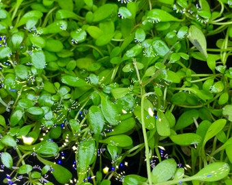 Glossostigma (Glosso Elatinoides) Portion - BUY3GET1FREE - Live Foreground Plant