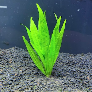 Java Fern Narrow-Leaf Microsorum pteropus 'Narrow' BUY3GET1FREE Live Aquarium Plant AquaScape image 3