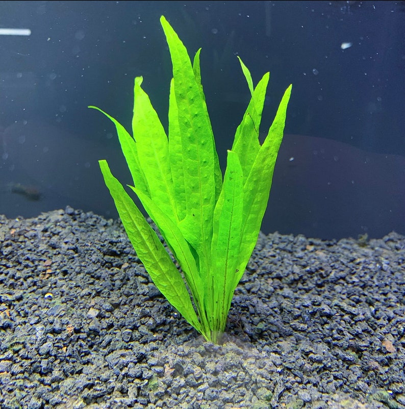 Java Fern Narrow-leaf microsorum Pteropus 'narrow' - Etsy