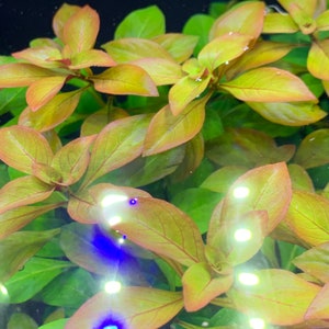 Ludwigia à feuilles larges Ludwigia repens BUY3GET1FREE Plante d'aquarium rouge vivante image 3