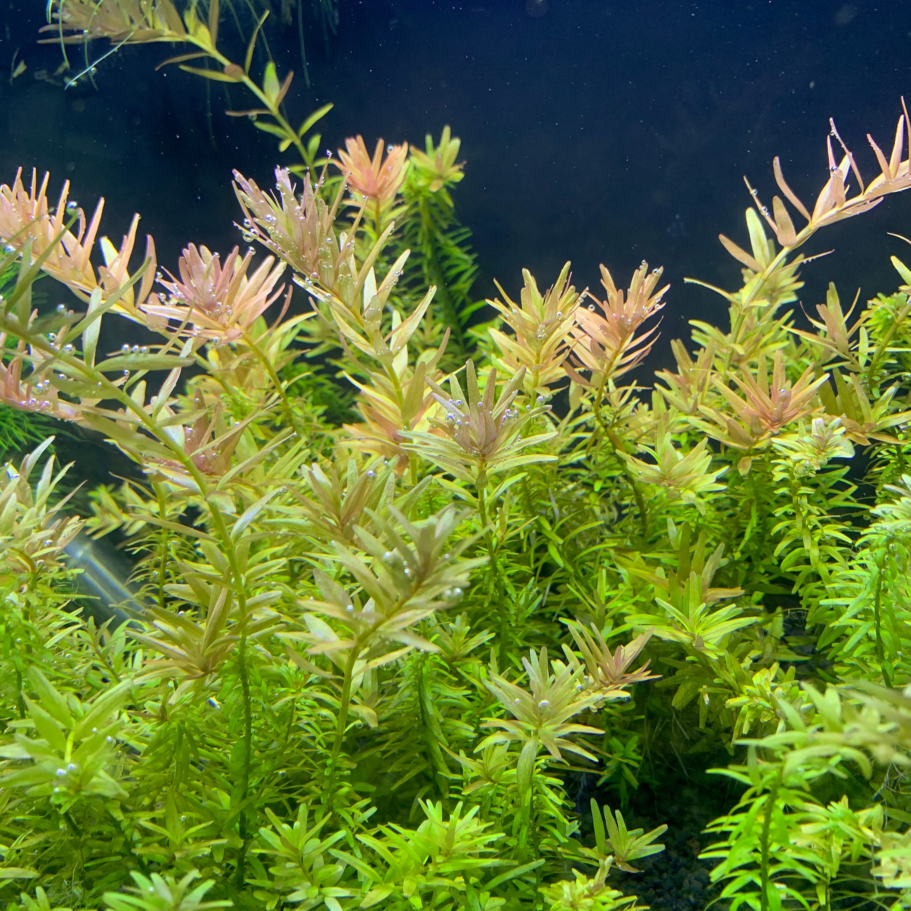 6 Potted Four Leaf Clover Plants - Micranthemum - Easy Aquarium Aquascaping For Planted Tank