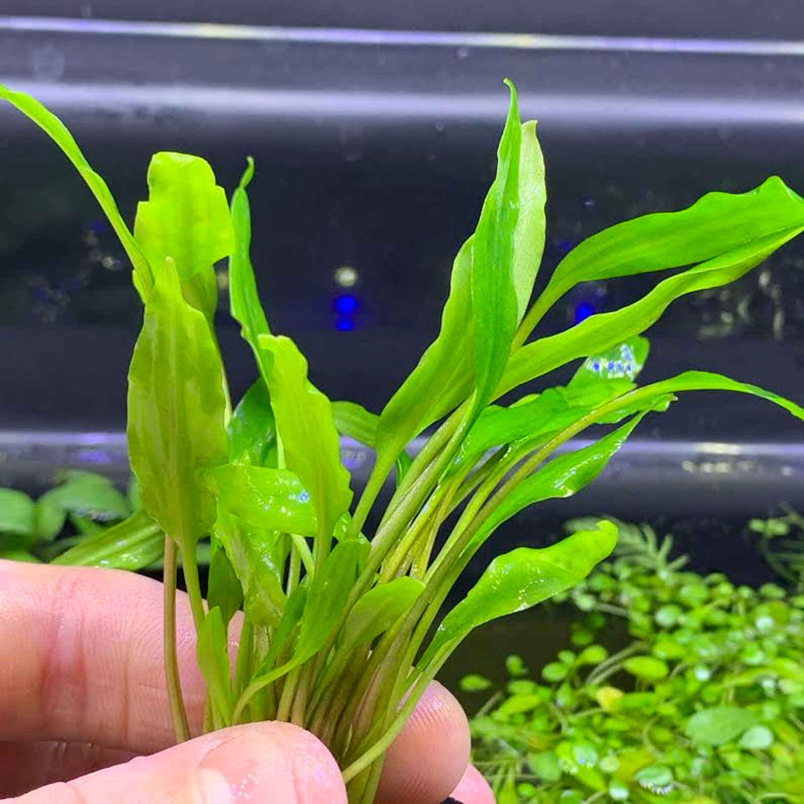 Crypt LUTEA cryptocoryne BUY3GET1FREE Live Aquarium Plant