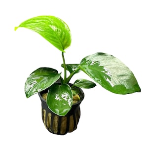 May include: A small green plant with large, glossy leaves growing in a black plastic pot. The plant is potted in a brown, sponge-like material.