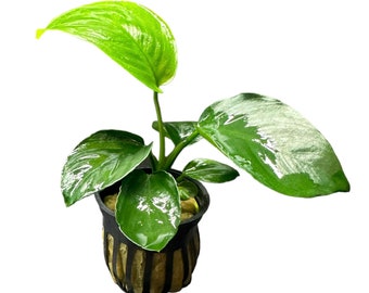 Anubias Barteri POT - BUY3GET1FREE - Live Aquarium Plant AquaScape