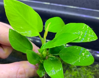 Anubias Nana 'Golden Coin' - BUY3GET1FREE - Live Aquarium Plant AquaScape