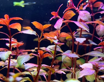 Ludwigia Sp. 'Super Red Mini' - BUY3GET1FREE - Live Aquarium Red Plant AquaScape