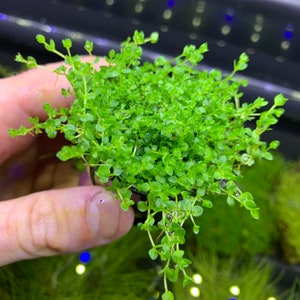 PEARL WEED Micranthemum Micranthemoides POTTED Live Foreground Plant image 2