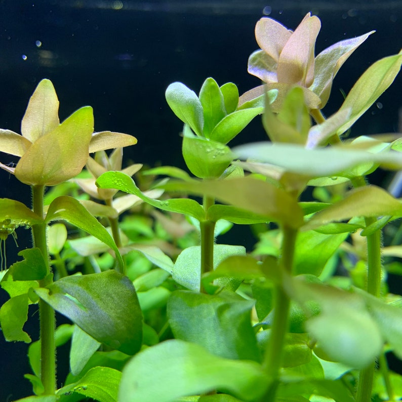 Bacopa Bacopa Caroliniana BUY3GET1FREE Live Aquarium Plant image 1