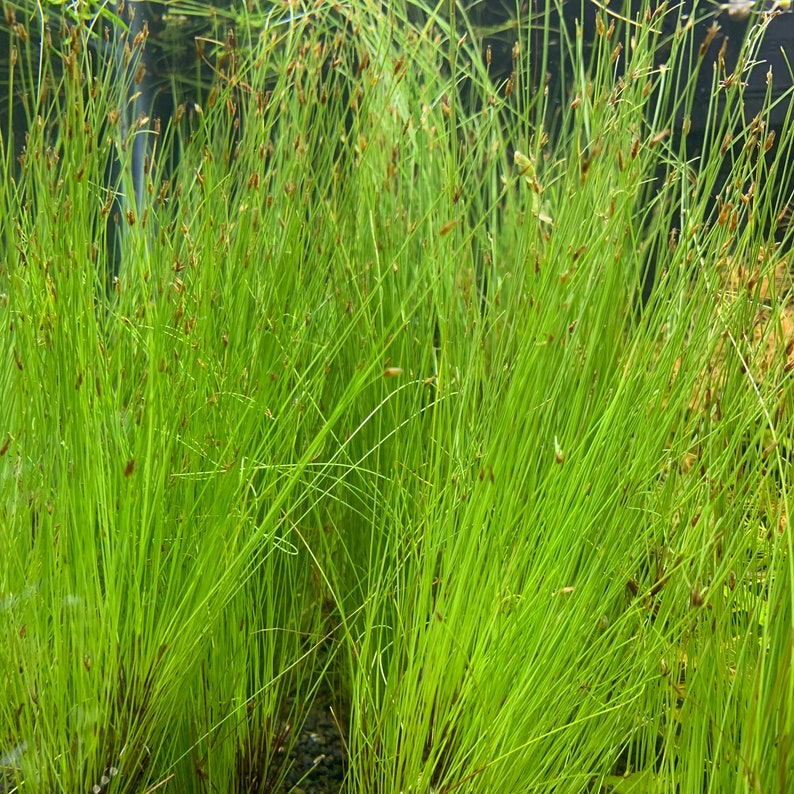 6 Premium Green Plants Assorted Pack Live Aquarium Plants image 8