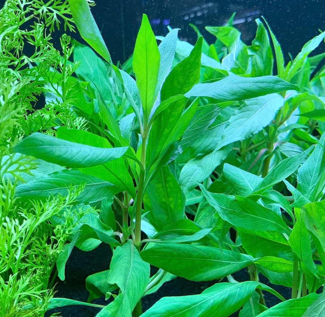 Hygrophilla angustifolia - Green Water Aquascapes