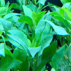 Hygrophila Corymbosa Green Temple Plant BUY3GET1FREE Live Aquarium Plant image 3