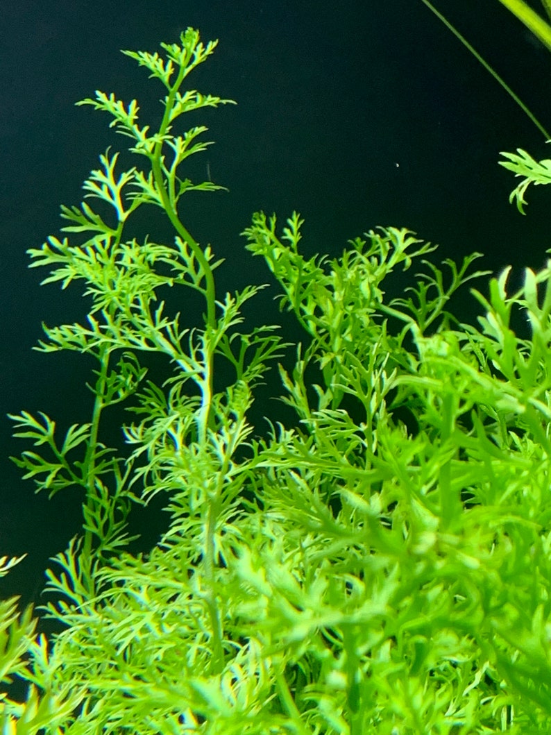 6 Premium Green Plants Assorted Pack Live Aquarium Plants image 2