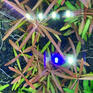 Hygrophila Araguaia Hygro Lancea 'Araguaia' Bunch BUY3GET1FREE Live Aquarium Plant image 4