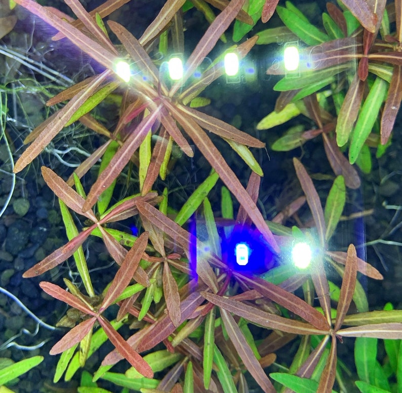 Hygrophila Araguaia Hygro Lancea 'Araguaia' Bunch BUY3GET1FREE Live Aquarium Plant image 4