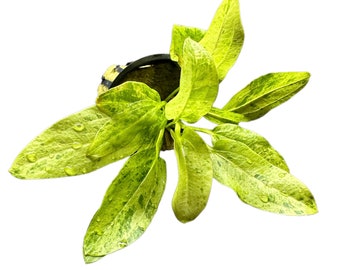 May include: A small potted plant with variegated green and yellow leaves. The leaves have a marbled pattern and are slightly curled at the edges.