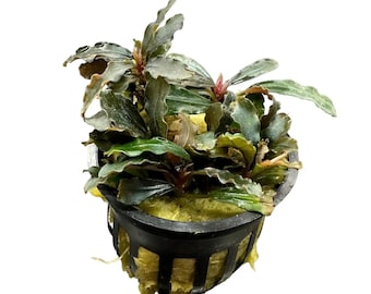 Bucephalandra Hellfire - Live Aquarium Plant - Etsy