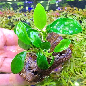 Anubias Nana on Driftwood 10+ leaves (Dwarf Anubias) - BUY3GET1FREE - Live Aquarium Plant