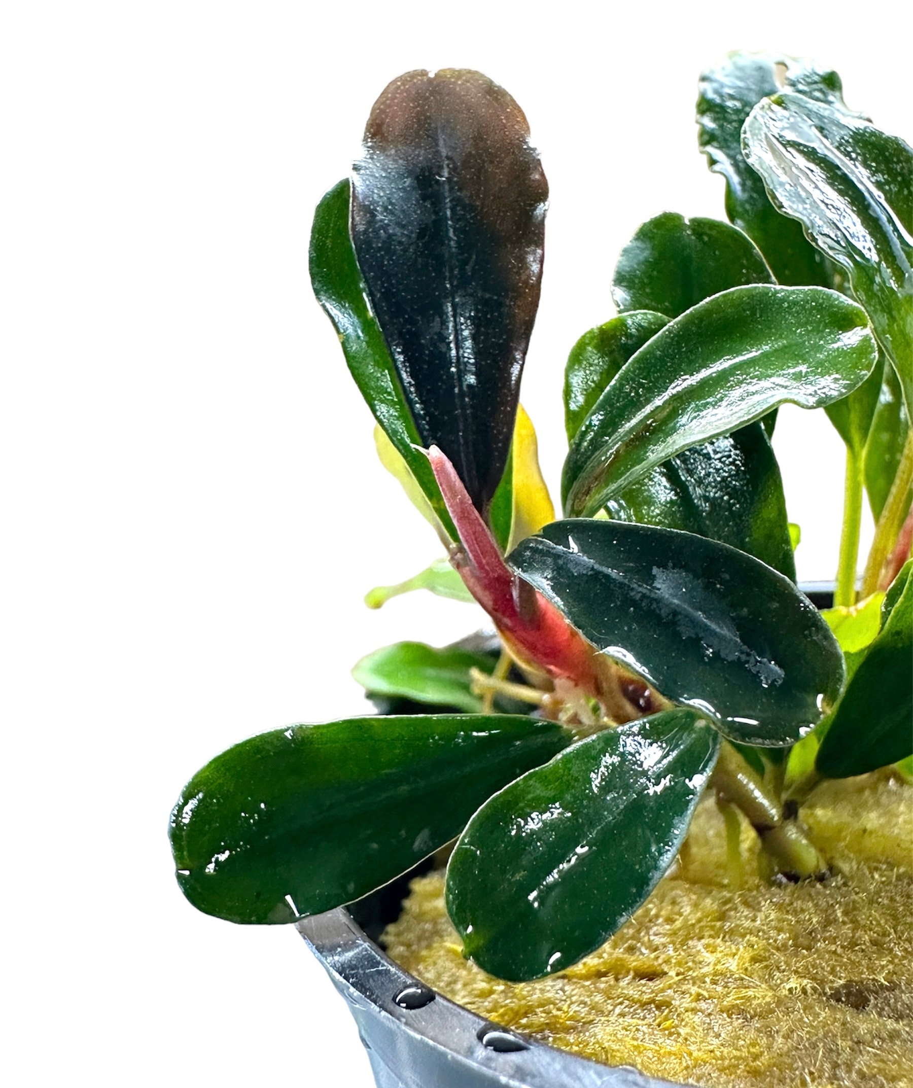 ブセファランドラ hell fire pv Hellfire Bucephalandra Pot - Buce Live Aquarium Plant Aquascape