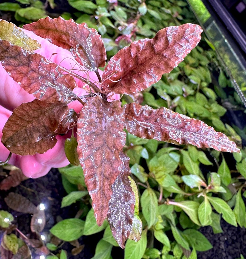 Puede incluir: Primer plano de una planta acu&aacute;tica roja vibrante con hojas rizadas. La planta se sostiene en una mano, mostrando su textura delicada y su color intenso.