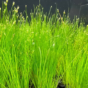 Dwarf Hairgrass (Eleocharis Parvula) -BUY3GET1FREE- Live Plant