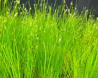 Dwarf Hairgrass (Eleocharis Parvula) -BUY3GET1FREE- Live Plant