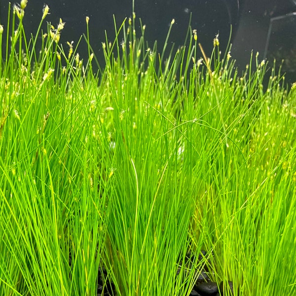 Dwarf Hairgrass (Eleocharis Parvula) -BUY3GET1FREE- Live Plant