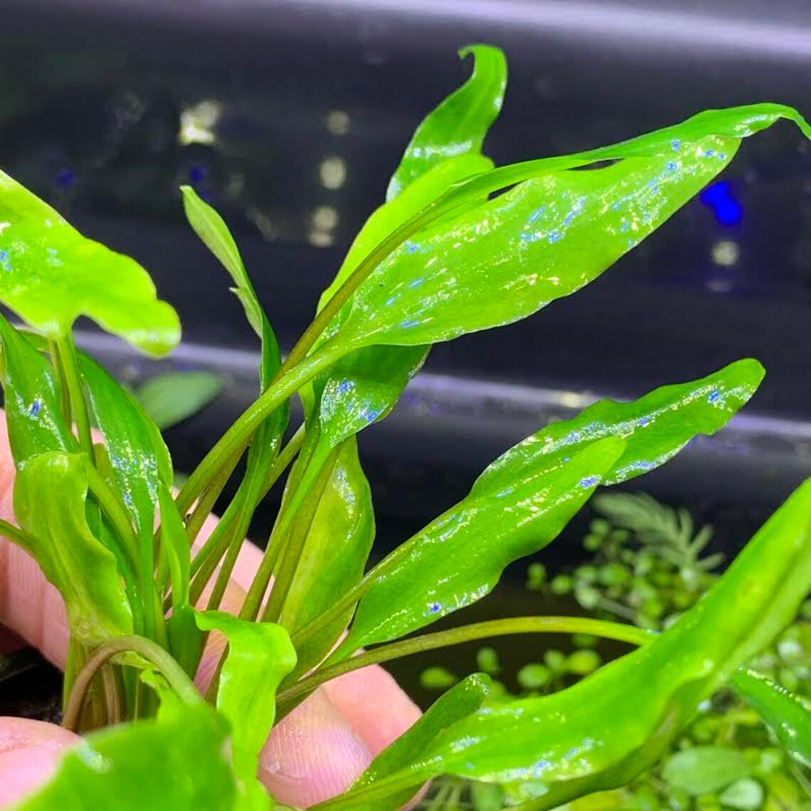 Crypt LUTEA cryptocoryne BUY3GET1FREE Live Aquarium Plant | Etsy