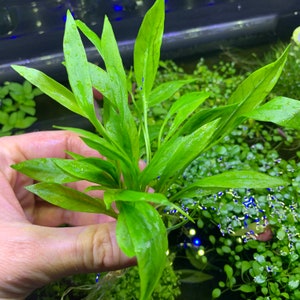 Chain Sword BROAD-LEAF -BUY3GET1FREE- Live Foreground Plant
