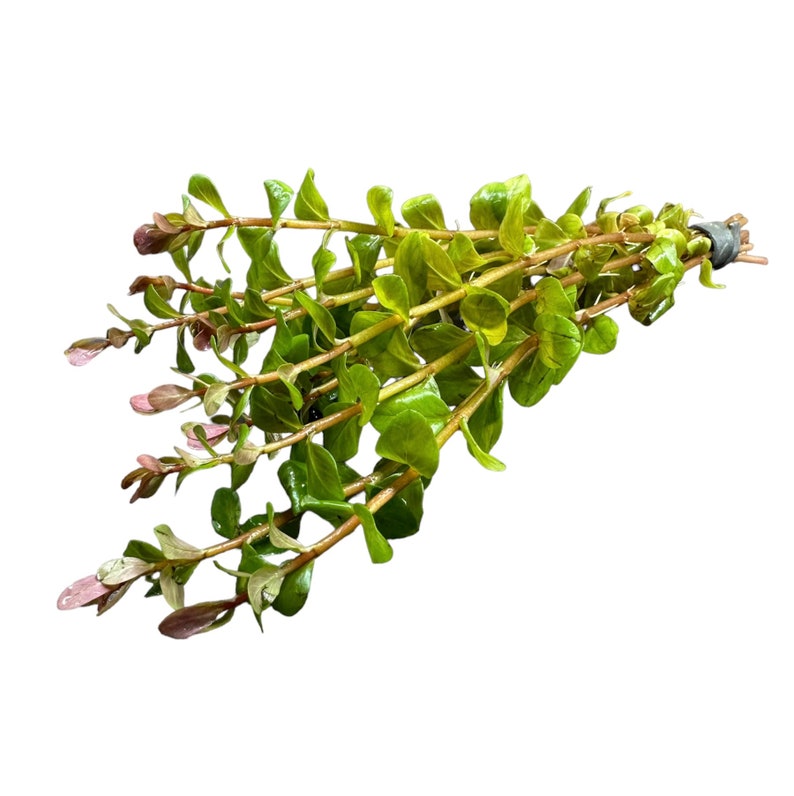 Rotala Blood Red BUY3GET1FREE Live Aquarium Plant AquaScape image 3