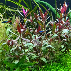 Alternanthera Reineckii (var &#39;roseafolia&#39;) -BUY3GET1FREE- Live Aquarium Plant