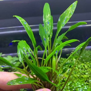 Op de afbeelding: Een bos groene waterplanten met blauwe stippen op de bladeren. De planten zitten in een doorzichtige container en zijn klaar om in een aquarium te worden geplant.