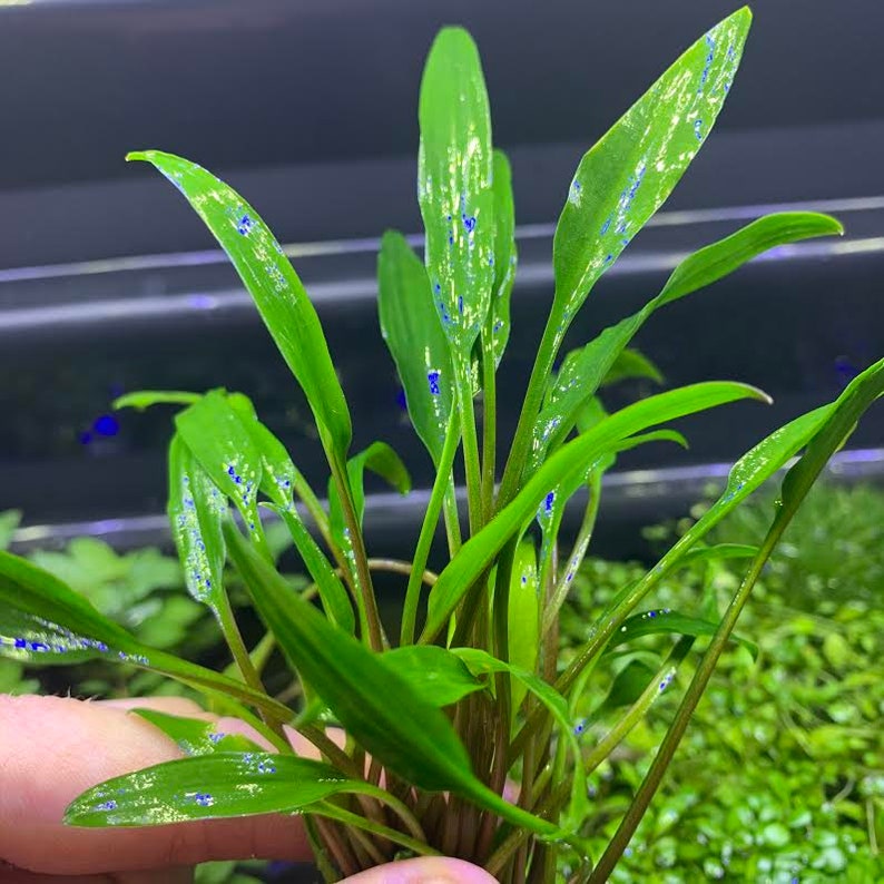 Op de afbeelding: Een bos groene waterplanten met blauwe stippen op de bladeren. De planten zitten in een doorzichtige container en zijn klaar om in een aquarium te worden geplant.