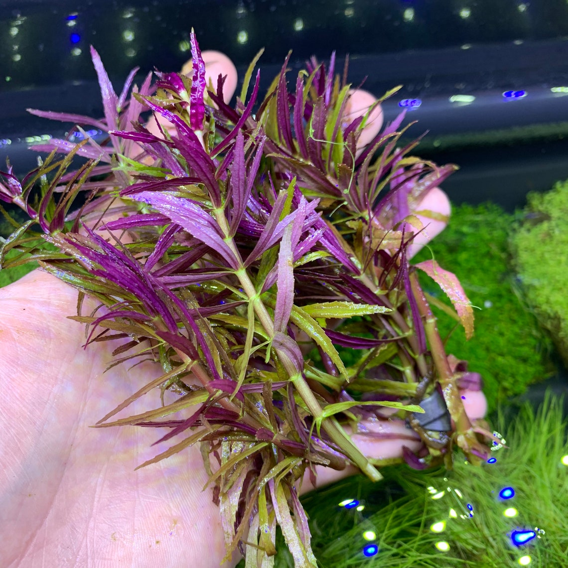 Limnophila Aromatica BUY3GET1FREE Live Aquarium Plant Etsy