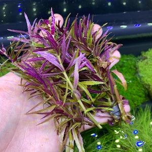 Limnophila Aromatica BUY3GET1FREE Live Aquarium Plant AquaScape image 3