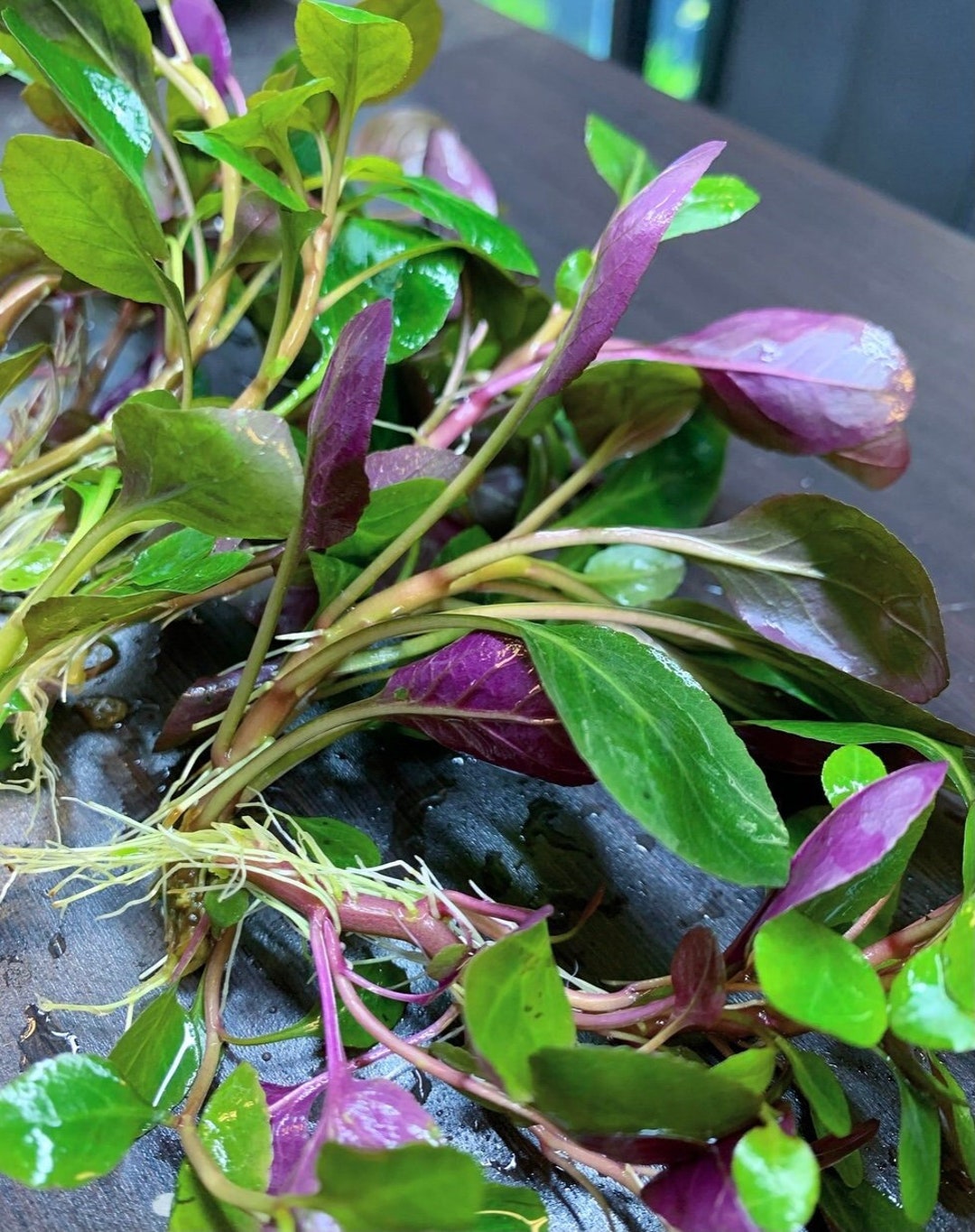 10x Lobelia Cardinalis (cardinal Plant 'dwarf') - Live Foreground