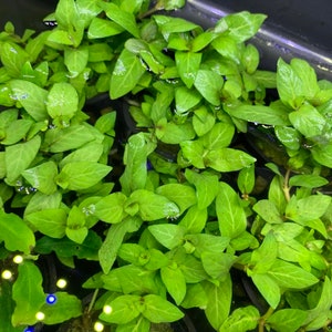 May include: A close-up of a group of green plants with small, pointed leaves. The plants are growing in a container and are surrounded by water.