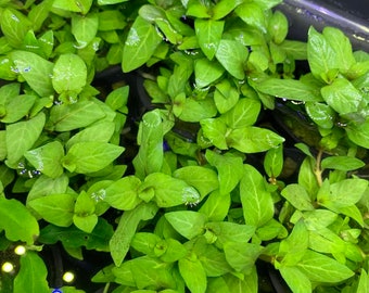 Staurogyne Repens - BUY3GET1FREE - Live Foreground Plant