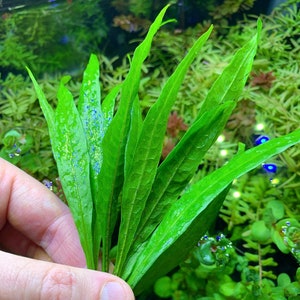 Java Fern Narrow-Leaf Microsorum pteropus 'Narrow' BUY3GET1FREE Live Aquarium Plant AquaScape image 1