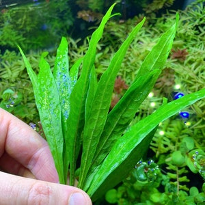 May include: A close-up of a bunch of green leaves with blue specks on them. The leaves are held in a hand.