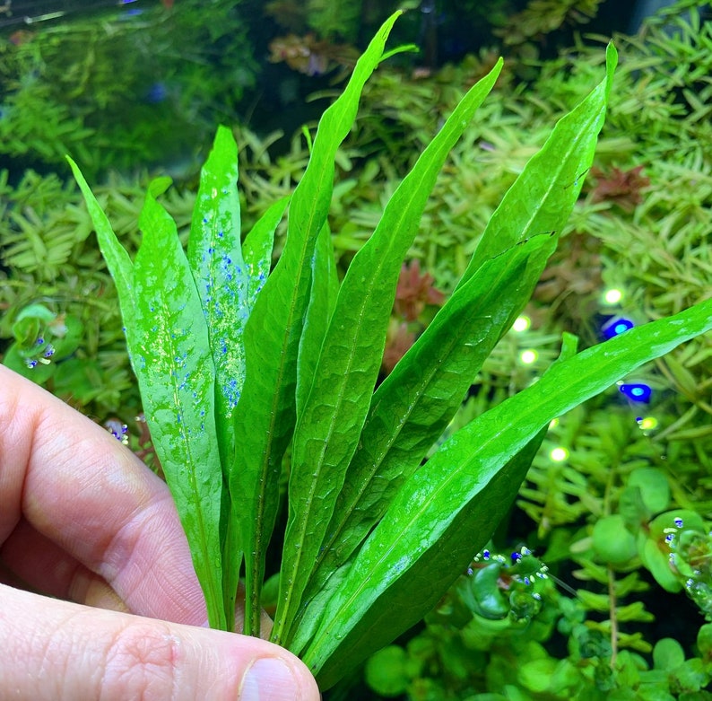 Java Fern Narrow-Leaf Microsorum pteropus 'Narrow' BUY3GET1FREE Live Aquarium Plant AquaScape image 1