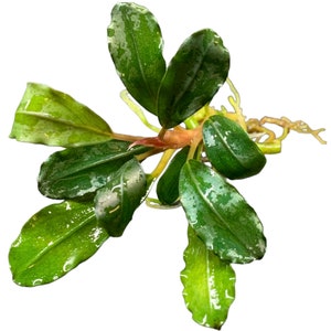Wild Bucephalandra Stem Assorted - Buce Live Aquarium Plant AquaScape Hardy Plant