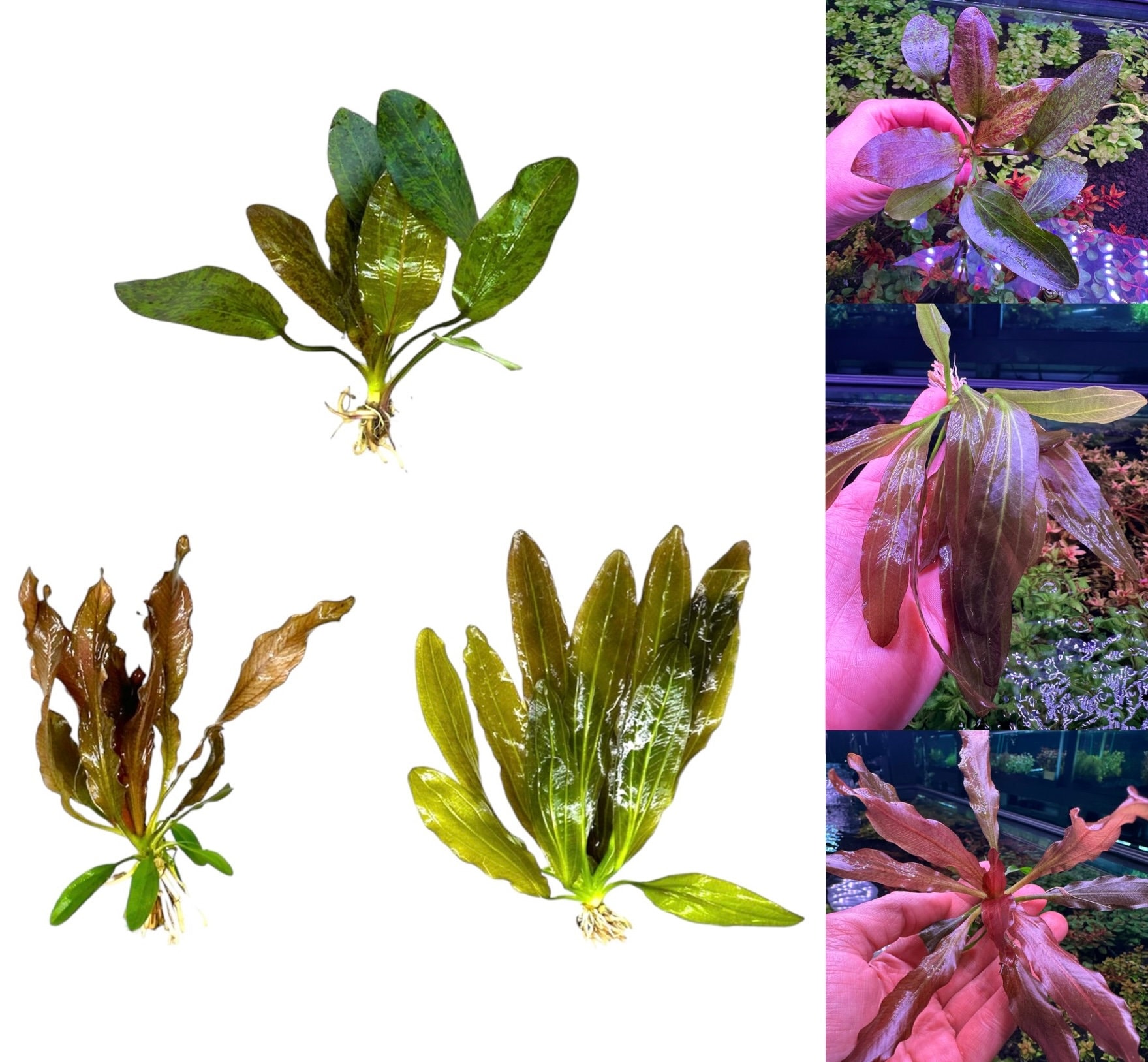 Red Echinodorus Sword Species Bundle - 3 Plants | Value Bundle