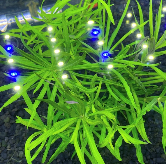 Pogostemon Stellatus Narrow-leaf - BUY3GET1FREE - Live Aquarium