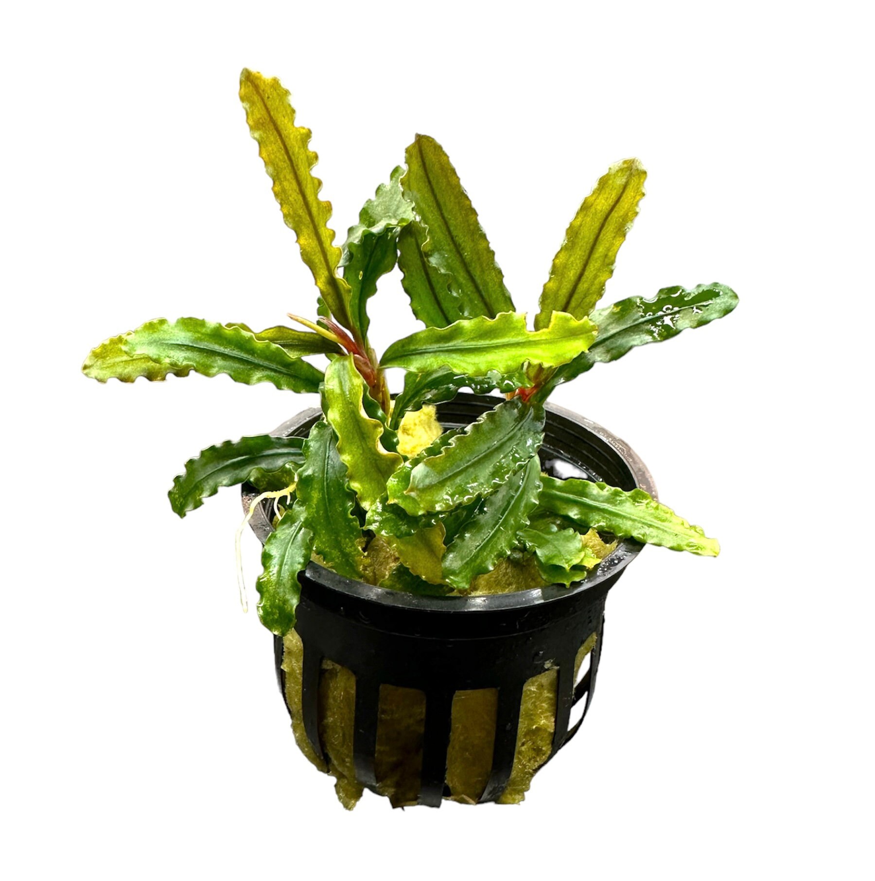 Velvet Bucephalandra Pot - Buce Live Aquarium Plant Aquascape