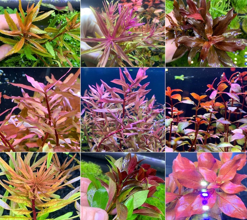 6 Premium Red Plants Assorted 30stems Live Aquarium RED Plants image 1