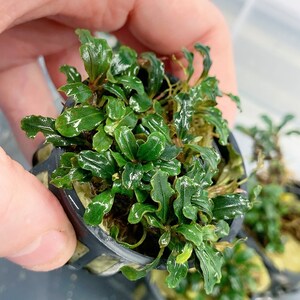 Bucephalandra 4 pack Assorted Pots Buce Live Aquarium Plant AquaScape Hardy Plant image 10